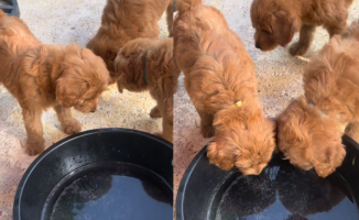 The tender reaction of a litter of dogs when trying sparkling water for the first time