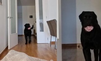 The hilarious reaction of a Labrador when his owner hides in the middle of the game