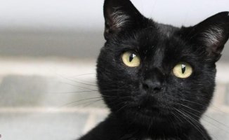 Very loving cat looking for a home in Barcelona: Nox needs your help!