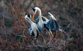 See how the gray herons flirt