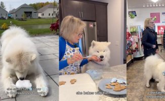 A puppy becomes his grandmother's right eye: "She buys him wine for dogs so he doesn't feel left out"