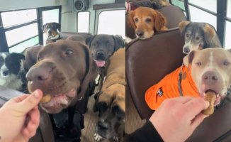 The school bus full of dogs that has touched everyone