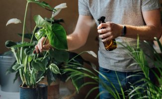 How to care for your indoor plants so that they grow beautiful and healthy
