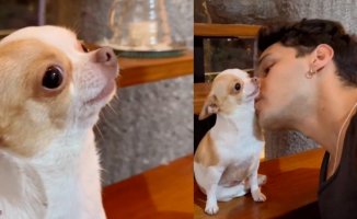 The tender reaction of a chihuahua when its owner gives it a kiss