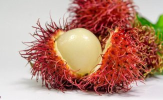 Get to know rambutan: properties, benefits and nutritional value
