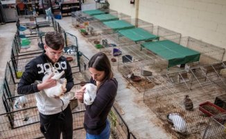 The abandonment of rabbits in parks and containers saturates the shelters
