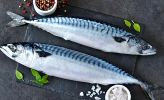 Mackerel: a cheap blue fish full of properties and benefits