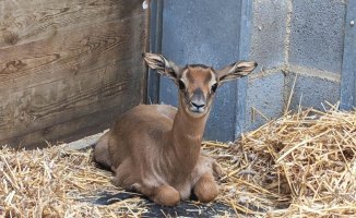 A dama mahor gazelle, new breeding at the Barcelona Zoo