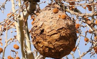 Two Asian wasp nests in Pedralbes