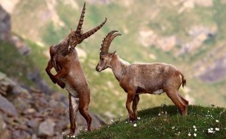 Wild goats are becoming nocturnal to avoid rising daytime temperatures
