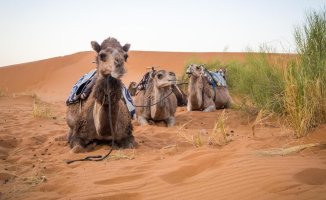 Have you ever seen a dromedary climb a dune in the desert? This is the amazing way they do it