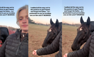 The surprising reaction of a horse when its owner pretends to put an invisible leash on it