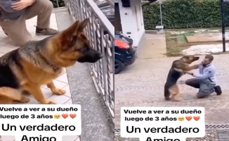 The incredible reaction of a German shepherd upon seeing his owner again after 3 years apart