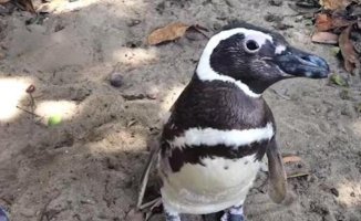 DinDim, the Magellanic penguin and 8,000 kilometers of gratitude