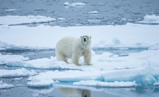 Polar bears lose a kilo of weight for every day that Arctic summers lengthen