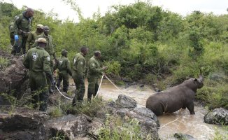 The daring rescue operation for black rhinos threatened by extinction in Kenya