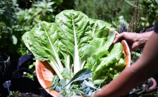 February foods: seasonal vegetables full of flavor and properties recommended by AESAN