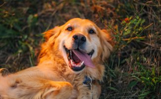 Golden Retriever: character, origin and everything you need to know about this dog breed