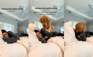 Taking a nap is almost impossible with this golden retriever: "Alarm clock for what"