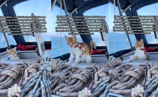 A baby cat is rescued in Greece by a couple who lives on a boat and thus appreciates its second chance