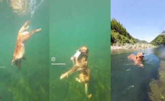 The incredible way a golden retriever dives: "Better than many"