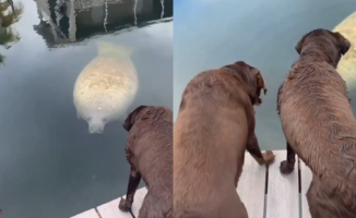 The funny reaction of two Labrador dogs when meeting a manatee in the port