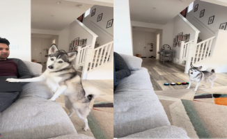 This Pomsky Has Found a Unique Way to Communicate with Humans - Watch How He Does It