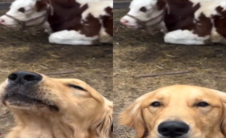 The hilarious conversation of a woman with her golden retriever imitating a cow