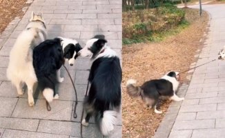 He does the leash test on his three dogs and the difference between border collie and husky is hilarious