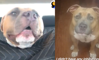 Rescue an abandoned pitbull who doesn't bark and "screams like a velociraptor" and is grateful for the second chance