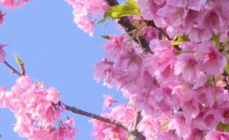 The first cherry trees of the season bloom in Japan