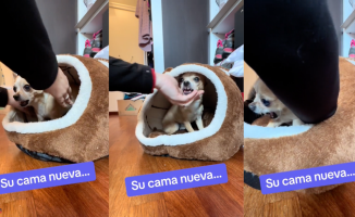 The surprising reaction of a chihuahua when they try to fix his new bed