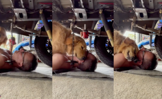 The tender "help" of a golden retriever to its owner while he fixes the car in the garage