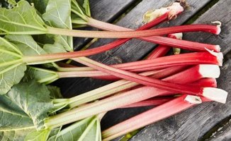 Rhubarb: discover its properties, benefits and nutritional value