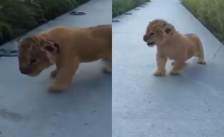 The tender moment of a baby lion learning to roar