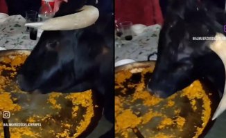 People are amazed by a bull eating paella: "The most Spanish thing you will see"