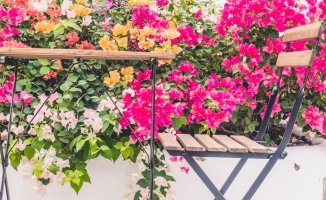 The most resistant outdoor plants to drought and lack of irrigation