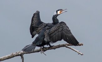 What is the cormorant's song like?