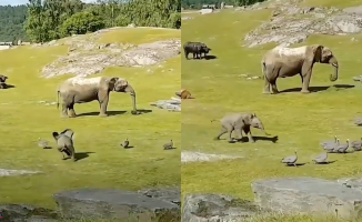 A baby elephant has fun chasing a group of birds and touches the nets