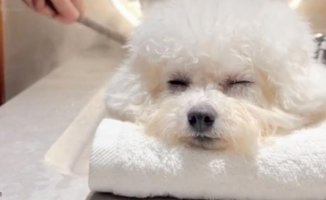 He shows how he gives his dog a spa day and criticism rains down: "She lives better than me"