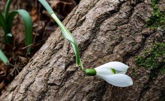 See how the snow lily hugs the tree