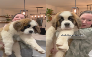 He shows his 12 kilo Saint Bernard puppy and people are amazed: "He's only three months old"