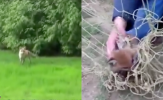 The eternal gratitude of a fox to an old man for rescuing his puppy