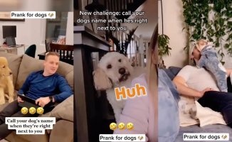 He plays a prank on his Golden Retriever by calling her as if she were not there and the reaction is hilarious