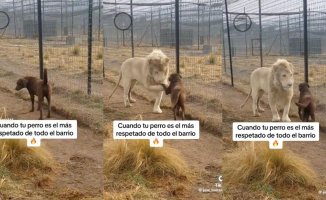 The amazing relationship between a dog and a lion