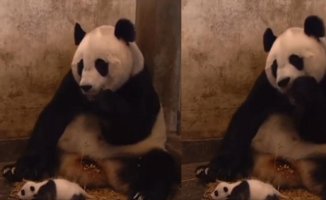 The funny reaction of a panda bear to her baby's sneeze