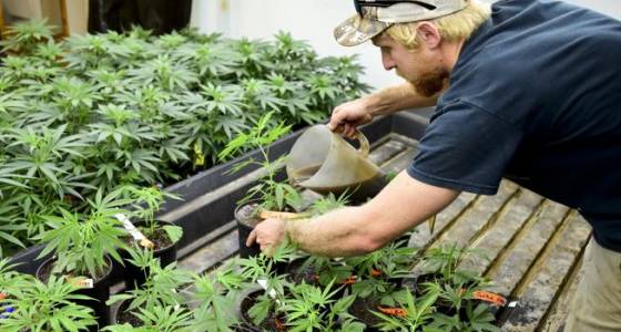 Boulder County updates marijuana licensing regulations