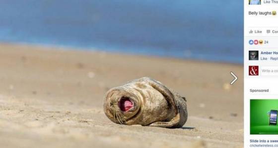 This sunbathing seal just swam 500 miles and was caught on video taking a nap